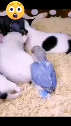 bird and puppies