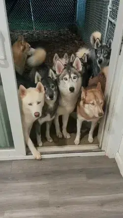 Huskies 🥰