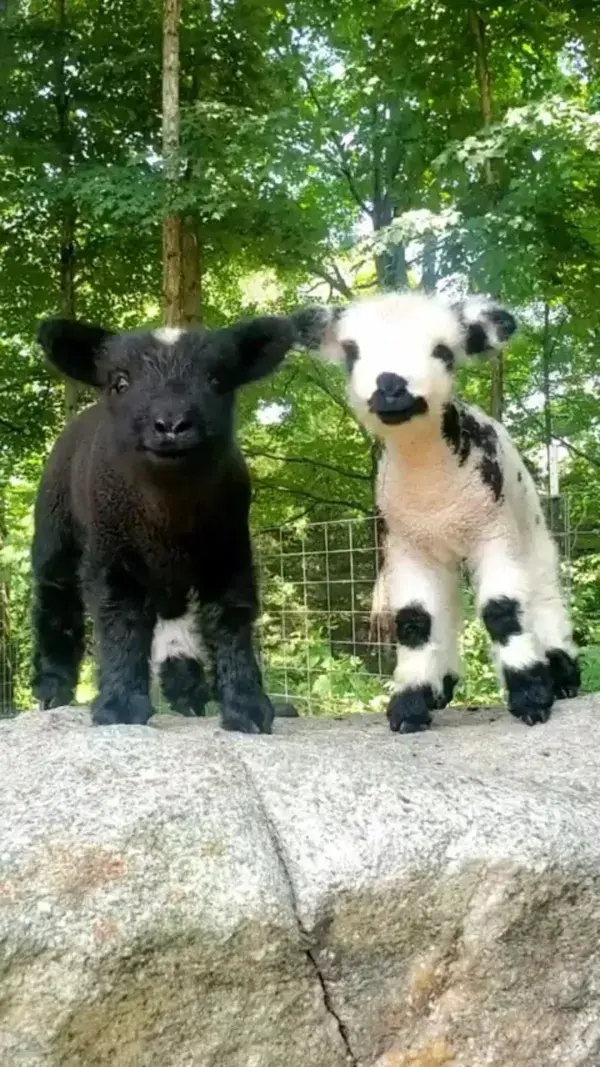 The Sweet moment between these two lambs!! ‿ℒℴνℯ⁀❤️