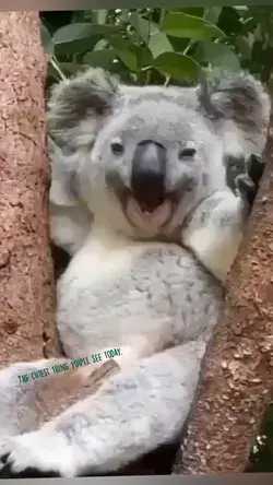 Koala bear yawning is the cutest thing you’ll see today! Credit @koala_lover_s