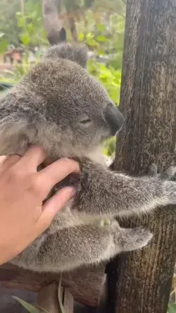 Koalavideos