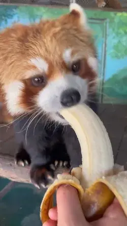 Let go of it. This banana is all mine.😋😋😋#fyp #fy #trending #cute #greedy #redpanda #banana