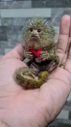 Funny Monkey Animal Video || Smallest Monkey.