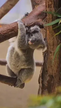Koalavideos