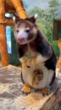 baby kangaroo mother