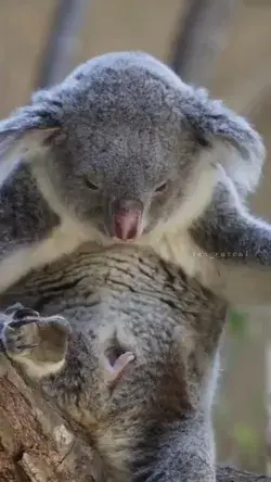 Amazing & Beautiful! Mommy Koala & her little one!‿ℒℴνℯ⁀❤️