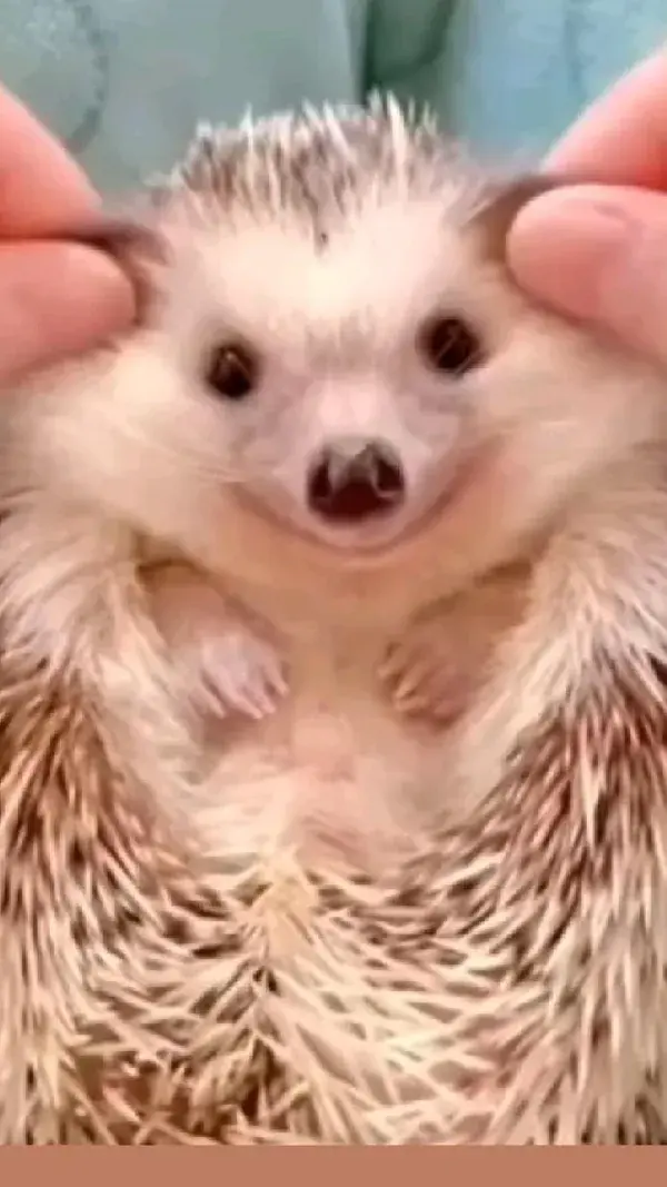 🦔