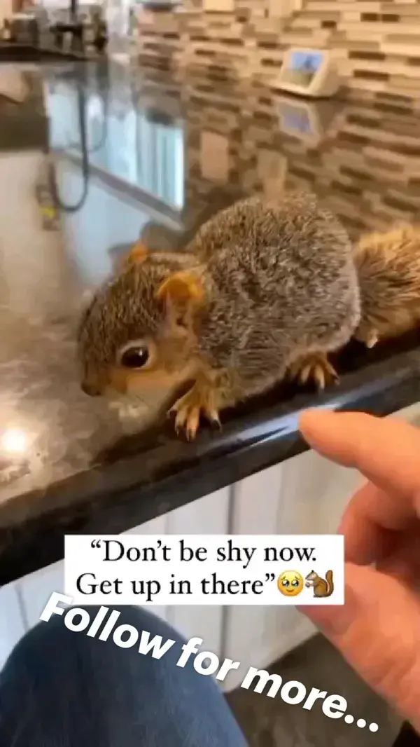 squirrel loves to get scratched