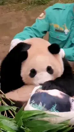 Cute Giant Panda 🐼🐼😍😍