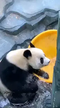 FUNNY Panda