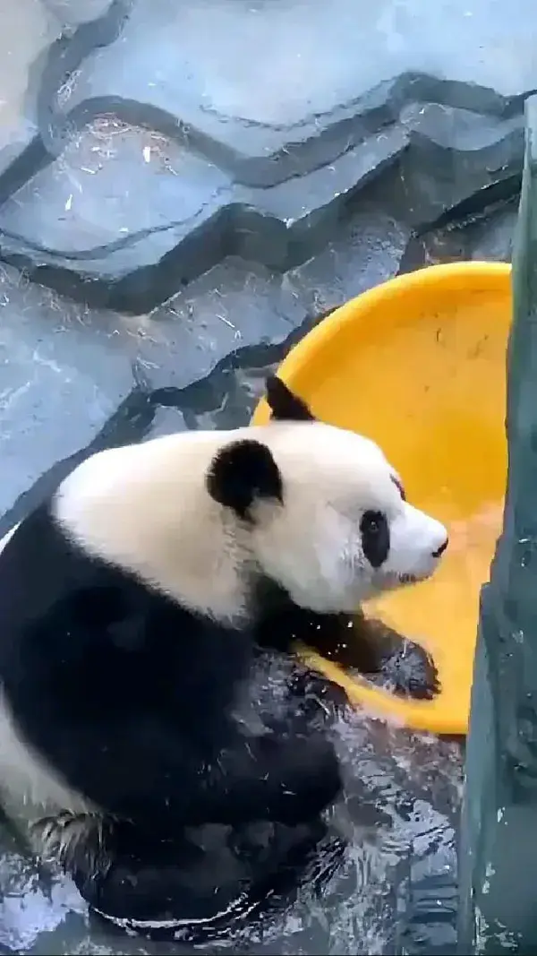 FUNNY Panda