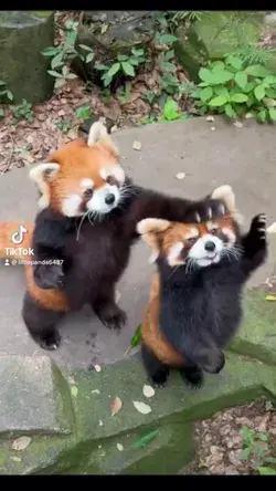 Bro, let me try today's apples for you first.😆🥰😋#fy #fyp #trending #cute #redpanda #funny
