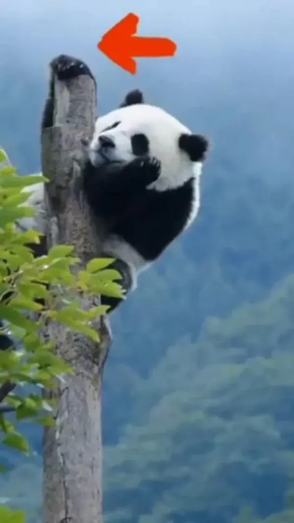 Funny  Panda🐼