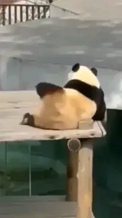 Funny Panda Dancing 🐼🐼😂😂