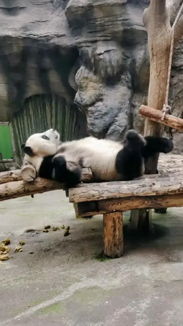 Sleepy Panda 🐼