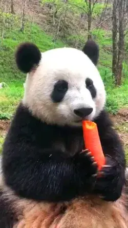 Cute panda