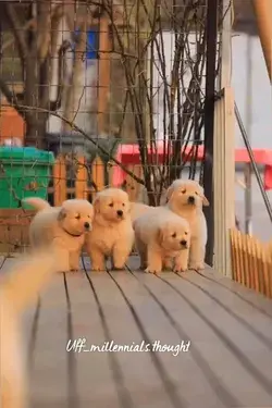 #goldenretriever#doggu #puffy #paw #pup