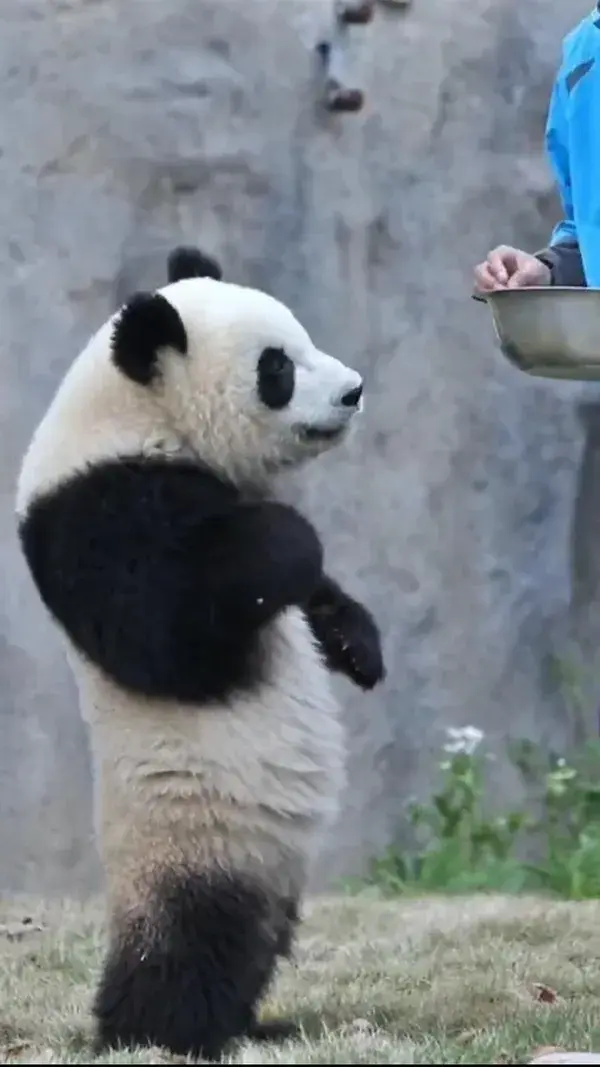 happy panda