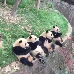 Panda Squad😎