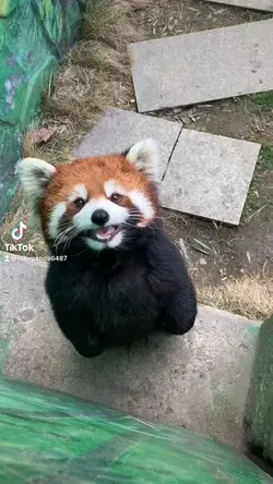 Honey, please open the door for me. I will be late for school!#fy #fyp  #cute #redpanda #student