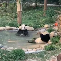 Chilling Time 🐼⁣⁣🐼⁣⁣🐼⁣⁣