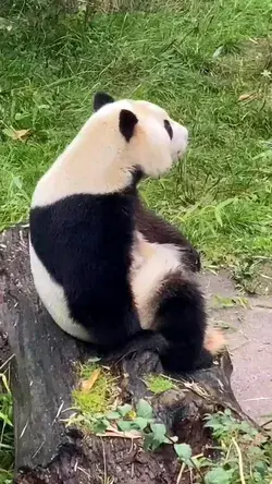 Cute Giant Panda