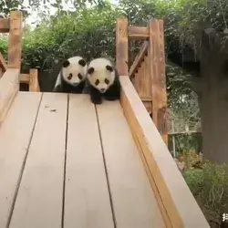 Cute Baby Pandas Sliding😍