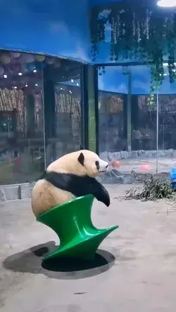 Panda play