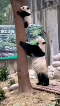 Cute Panda Mother Playing with Her Cub 🐼🥰