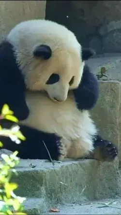 A panda named Huahua is scratching