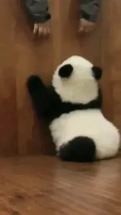 Cute Baby Panda 🐼🤩