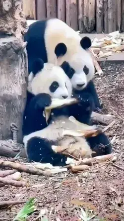 Lovely panda