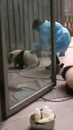 Naughty baby Panda