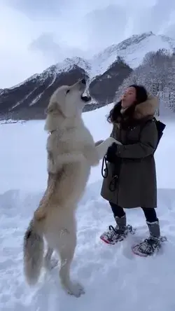 Howling with a Gigantic White Wolf