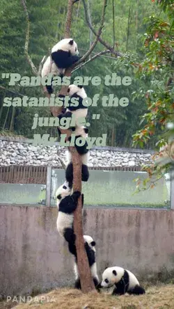 "Pandas are the satanists of the jungle." -Mr Lloyd
