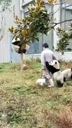 panda 🐼