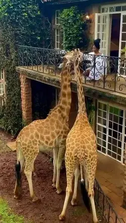 Breakfast with giraffes in Kenya