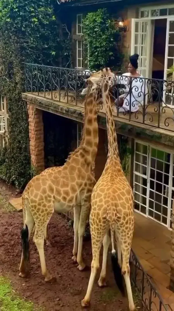 Breakfast with giraffes in Kenya