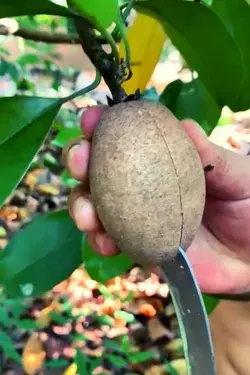 Fresh Fruit Cutting