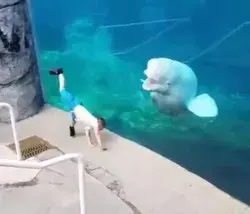 Play with fish