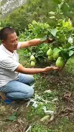 Best Fruits Garden