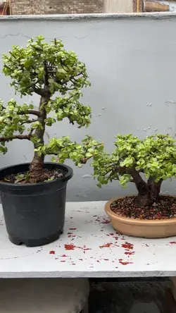 My Jade Bonsai Collection