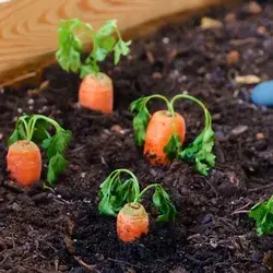 Easy & affordable gardening hacks for you to try this summer!