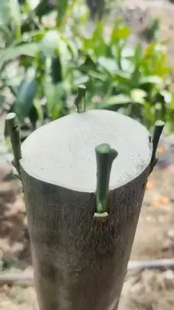 grafting method for a fruit tree