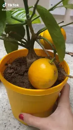 Pin by Felicinspo on DIY &amp; Crafts [Video] | Small vegetable gardens, Indoor vegetable gardening, Home vegetable garden