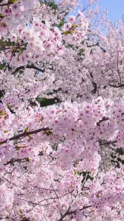 Japanese (Sakura Hana)