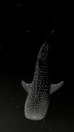 Whale shark gliding through Bioluminescent Algae looking like it's floating through space.