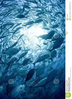 School of fish.