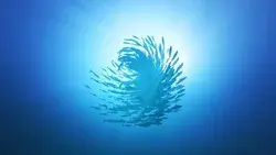 Mackerel Swarm Forming a Bait Stock Footage Video