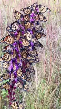 Super beautiful butterfly tree!